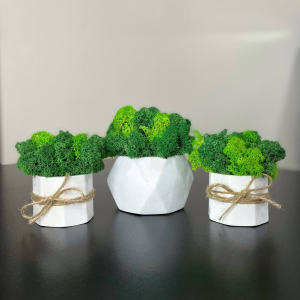 Набір 3 кашпо ручної роботи зі стабілізованим мохом мікс зелений салатовий 10*8 см 8*7 см із мохом в Хмельницькому