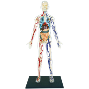 Объемная анатомическая модель 4D Master Тело человека прозрачное (FM-626204) (4894793262044) в Хмельницком