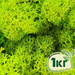 Стабілізований мох ягель Nordic moss Зелений весняний 1 кг