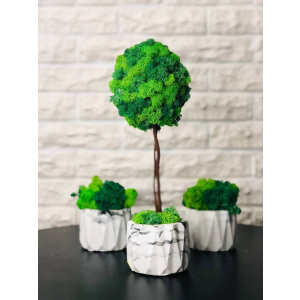 купити Набір 2 кашпо та дерево ручної роботи зі стабілізованим мохом мікс зелений салатовий 30-35 см