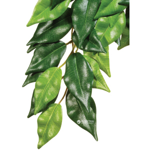 Растение Hagen Ficus Medium (015561230407) ТОП в Хмельницком